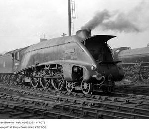 NB01135